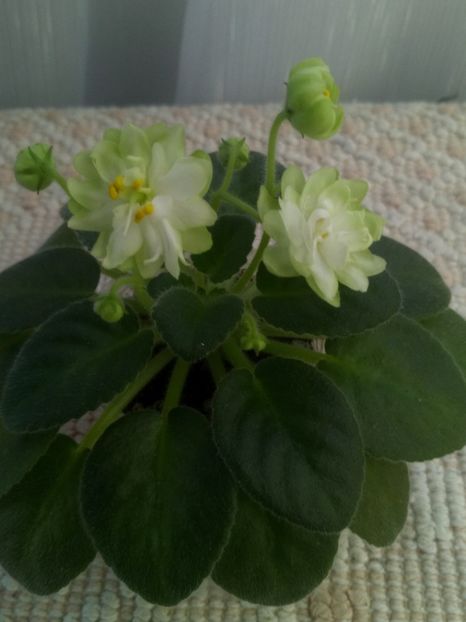 22 nov - N Snezhnyi Georgin