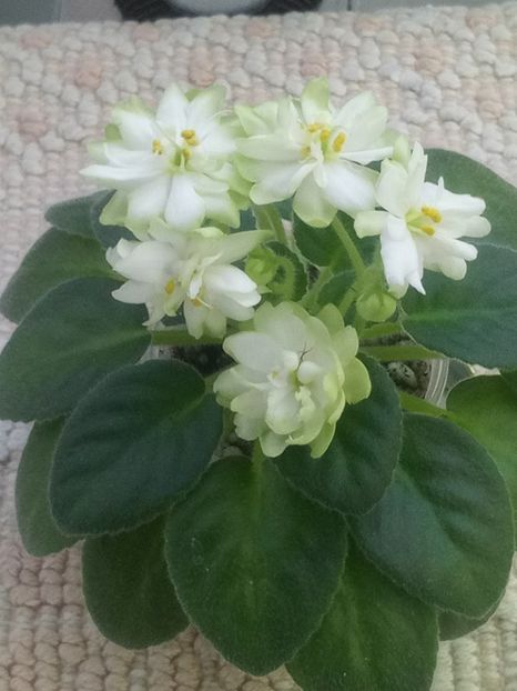 29 nov - N Snezhnyi Georgin