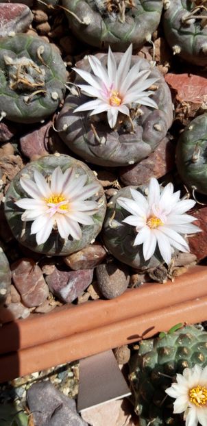  - Cactusi 2019