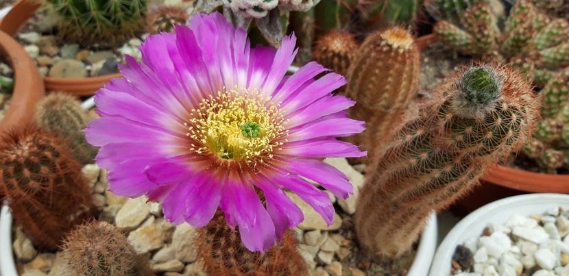  - Cactusi 2019