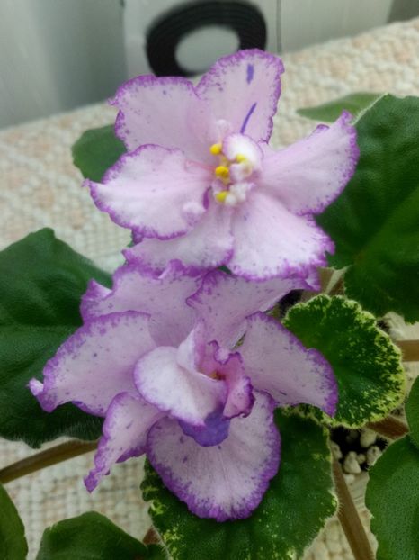 29 nov - RS Ptitsa Fenicks