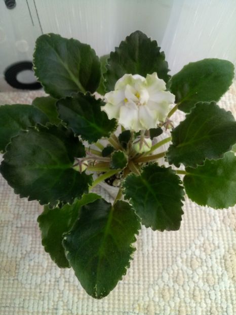 22 nov - ZZ Ian Fairy Tale