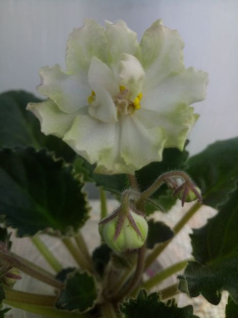 22 nov - ZZ Ian Fairy Tale