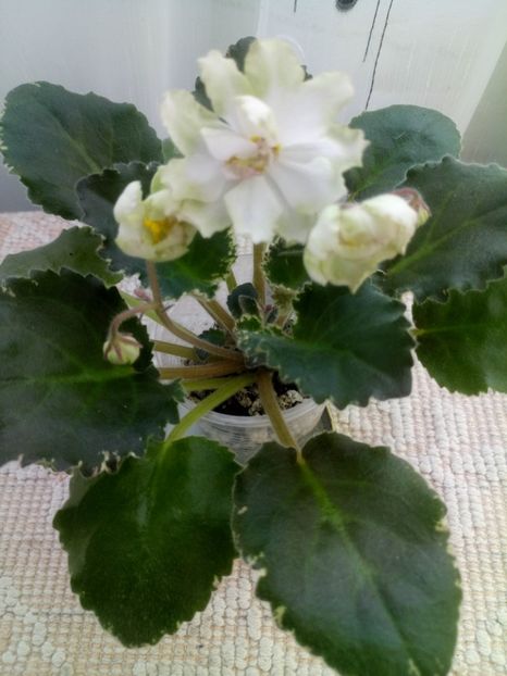 29 nov - ZZ Ian Fairy Tale