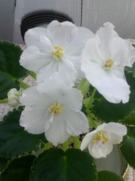 29 nov - ZZ RS Ariel sport