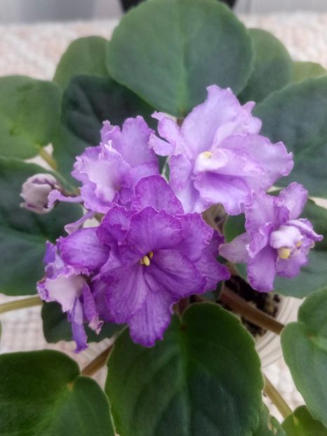 29 nov - ZZ RS Barkhatnyi Nariad