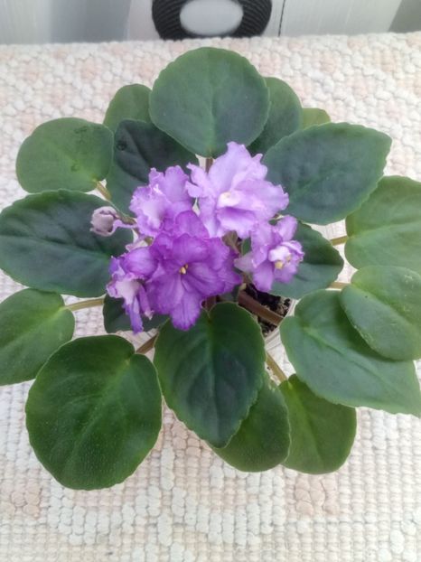 29 nov - ZZ RS Barkhatnyi Nariad