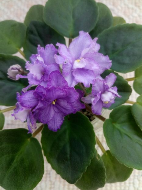 29 nov - ZZ RS Barkhatnyi Nariad