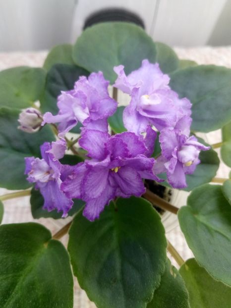 29 nov - ZZ RS Barkhatnyi Nariad