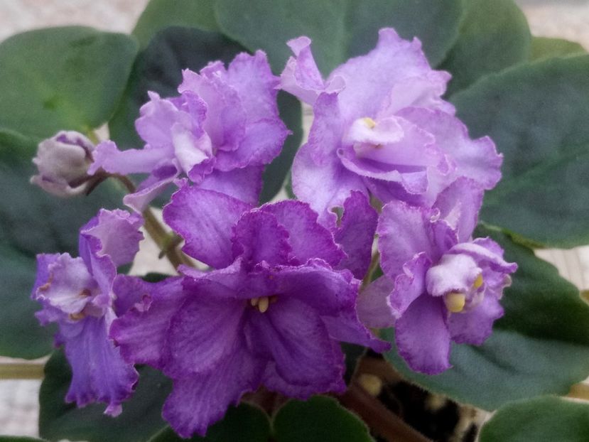 29 nov - ZZ RS Barkhatnyi Nariad