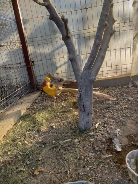  - Fazani Auriu pe Galben