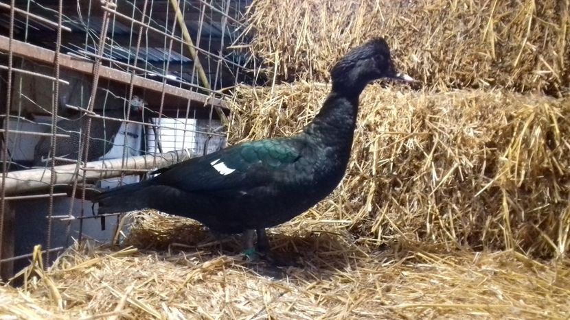 Gitana - Bomboane asortate 2019