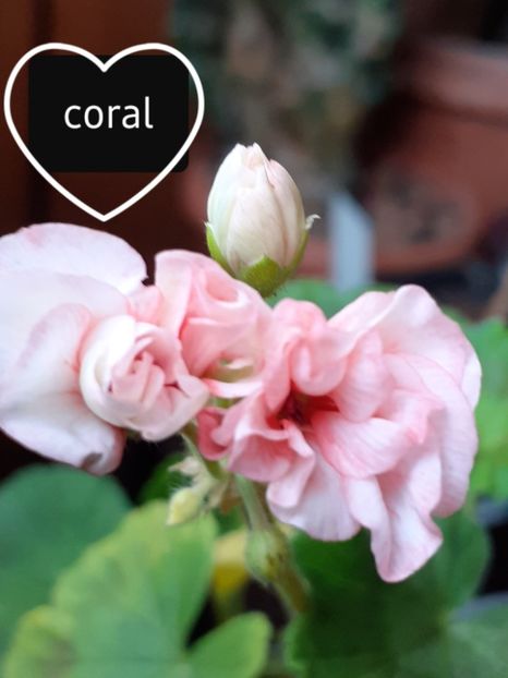  - Mușcate zonale deosebite