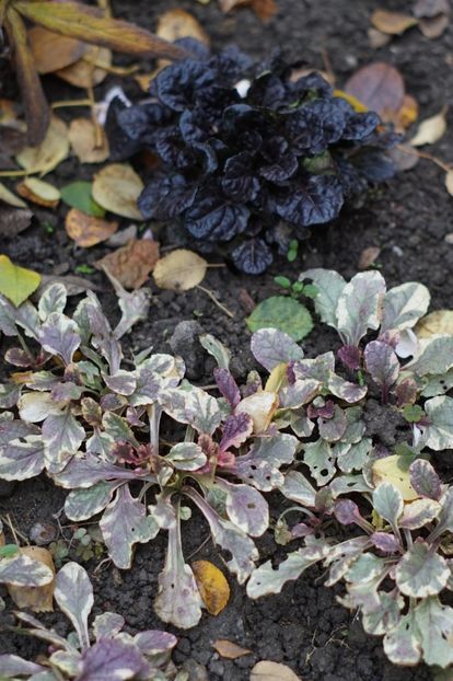 Ajuga - Decembrie 2019