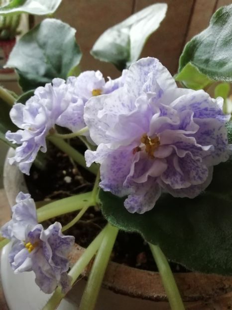 RS Morskaya Princessa - Violete