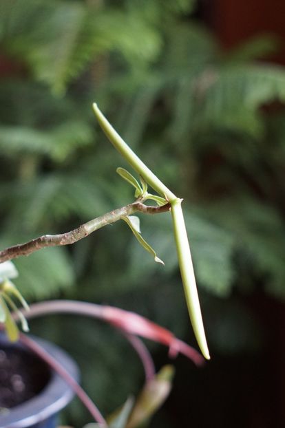 Acum, o paletă a ,,elicei” are cam 12 cm. - Adenium 2019- 2021