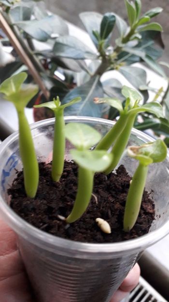 3 saptamini - Adenium
