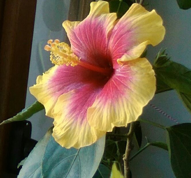  - Hibiscus Oberon sau Tivoli