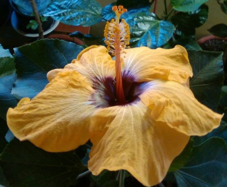 o floare imensa(19cm) - Hibiscus No ID