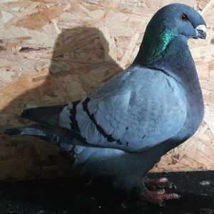  - 3---AGH DAȚI 2019 - 2025