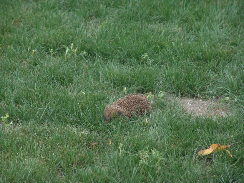 Pogonici - Gradina si terasa PrimaLuce_6-Animalutele noastre