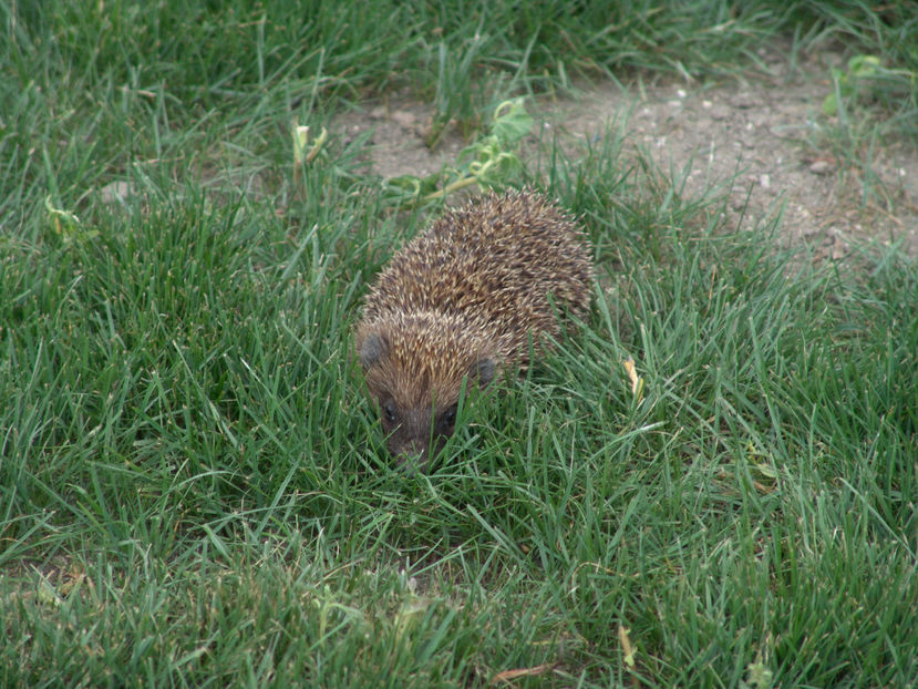 Pogonici - Gradina si terasa PrimaLuce_6-Animalutele noastre