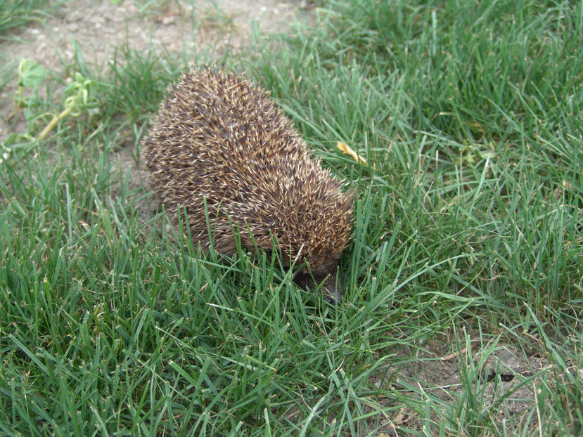 Pogonici - Gradina si terasa PrimaLuce_6-Animalutele noastre