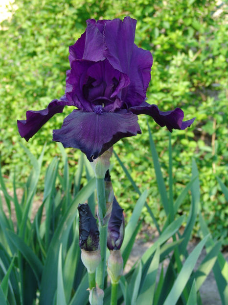 iris germanica night owl - Gradina si terasa PrimaLuce_2-Amintiri