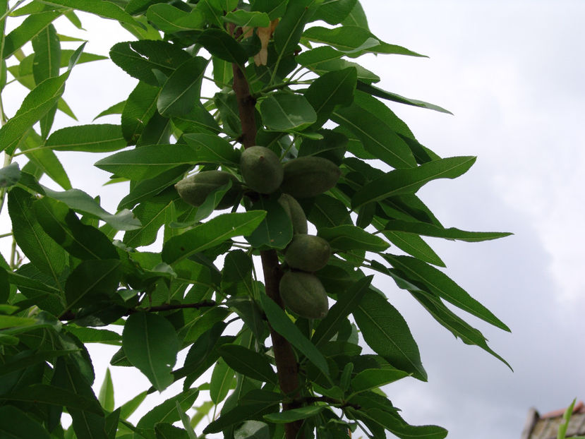 prunus dulcis(migdal) - Gradina si terasa PrimaLuce_2-Amintiri