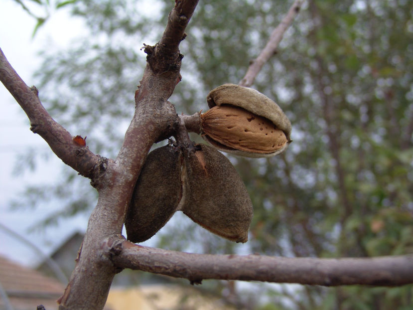 prunus dulcis(migdal) - Gradina si terasa PrimaLuce_1