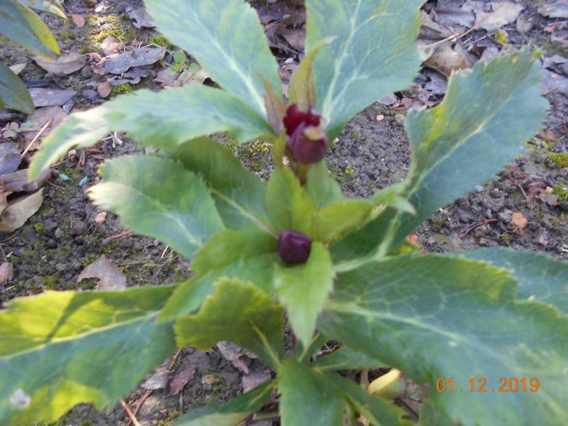 Heleborus - 2Iarna 2019