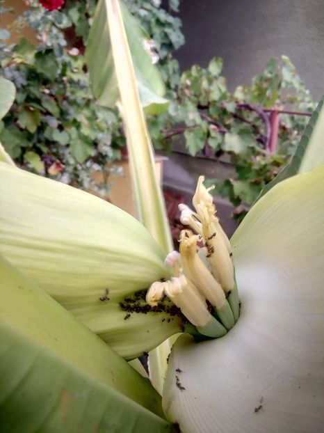  - Banan