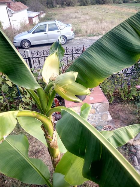  - Banan