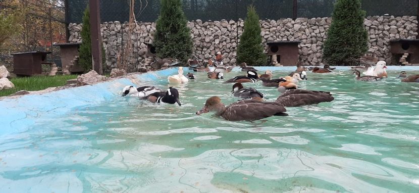 IMG-20191110-WA0009 - R---RATELE LA GRAMADA