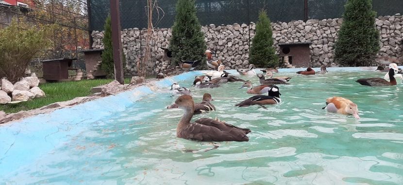 IMG-20191110-WA0010 - R---RATELE LA GRAMADA