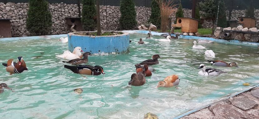 IMG-20191110-WA0011 - R---RATELE LA GRAMADA