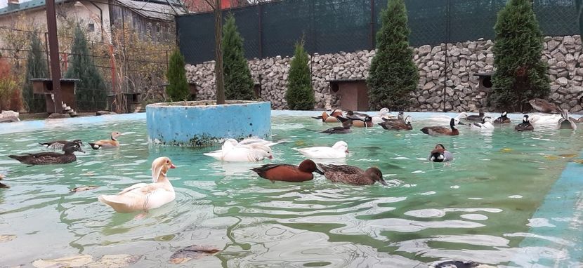 IMG-20191110-WA0015 - R---RATELE LA GRAMADA