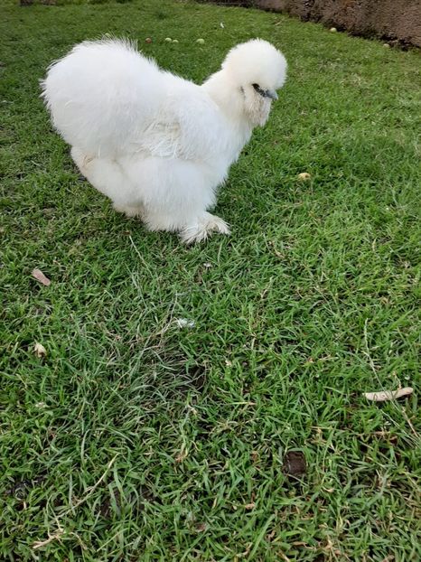 IMG-20190722-WA0018 - Matase japoneza - 2019