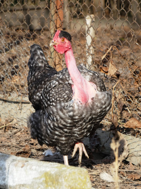 P1040455 - Matca 2019