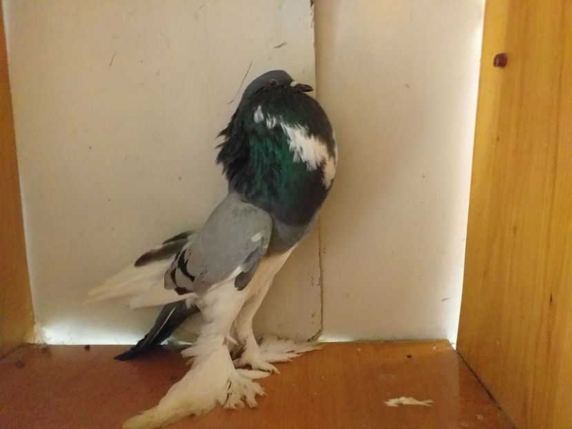  - Gusat de Pomerania