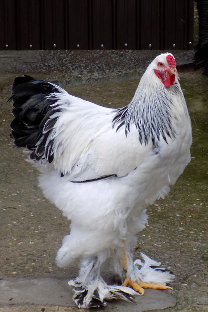  - VIITOR SPERANTE PTR 2020