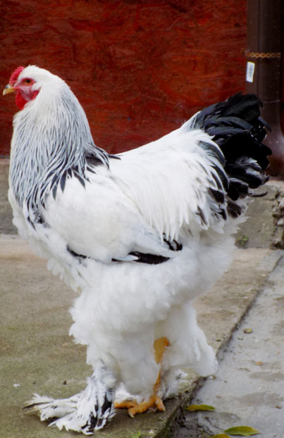  - VIITOR SPERANTE PTR 2020