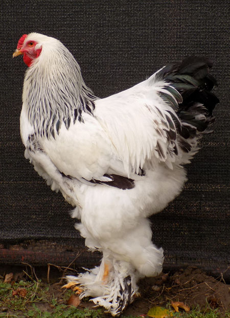  - VIITOR SPERANTE PTR 2020