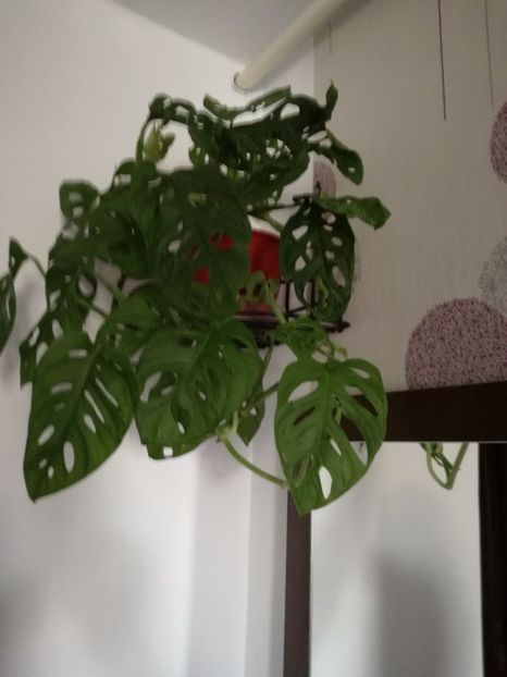  - Philodendron