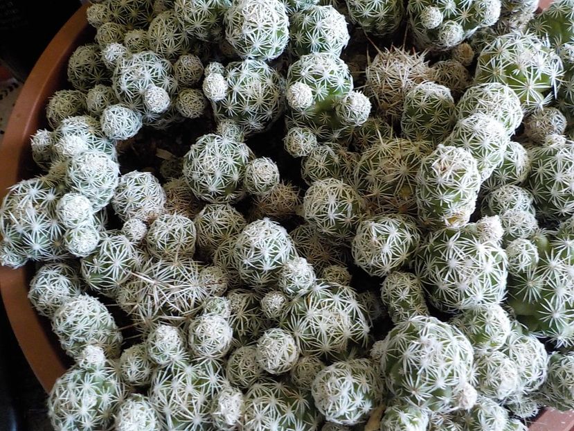  - mammillaria gracilis