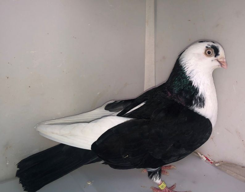 8960  mascul  2017 - Plecați ALBUM 3