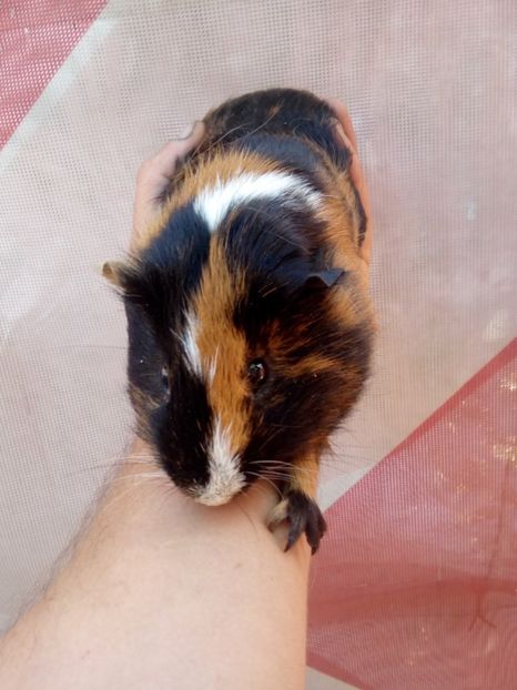  - porcușor de guineea