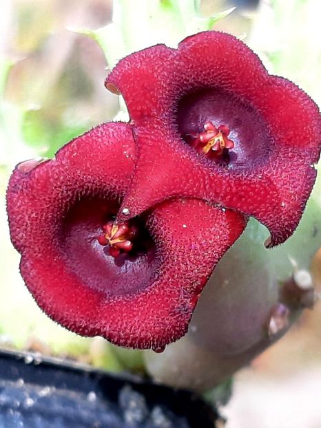 Huernia schneideriana - Huernia