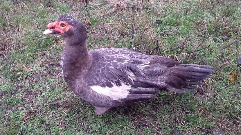 Kimbo - 0001 rate lesesti matca 2020 lot 2