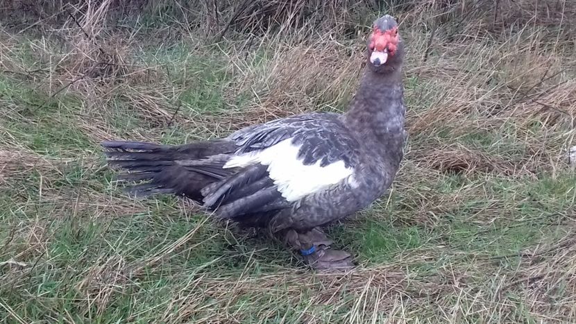 varietatea - 0001 rate lesesti matca 2020 lot 2